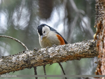 White-cheeked Nuthatch (Sitta leucopsis) - бесплатный image #504865